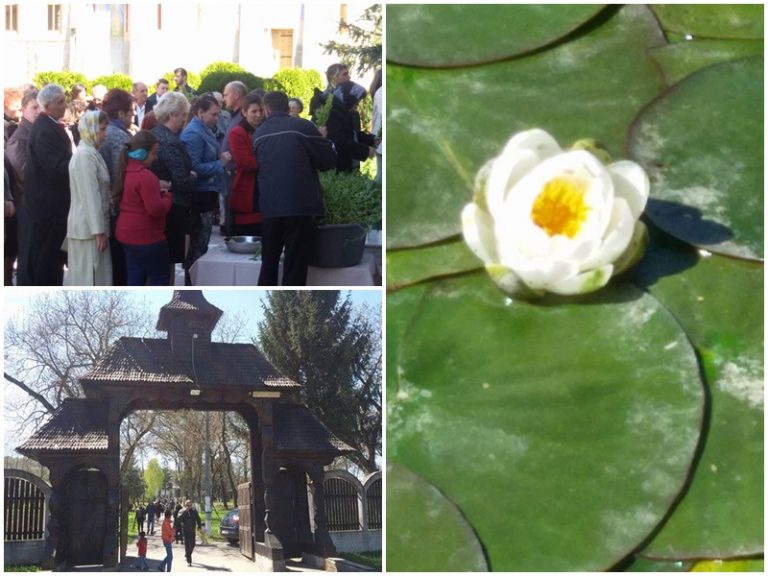 Nuferii au înflorit şi anul acesta de Florii, la „Voroneţul Banatului” de la Româneşti – VIDEO