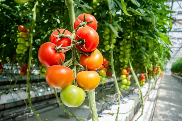 La Timișoara se creează tomatele hibrid care vor putea fi crescute în balcon