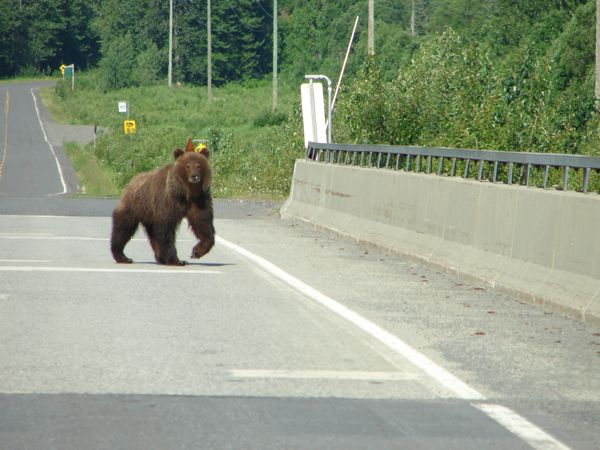 Minunile Banatului! Un urs blochează autostrada Lugoj-Deva!