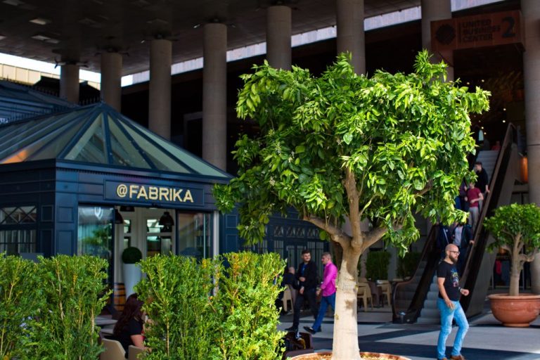 Spectacol vizual, la Iulius Mall Timișoara: peste 20 de portocali înfrumusețează spațiile exterioare!