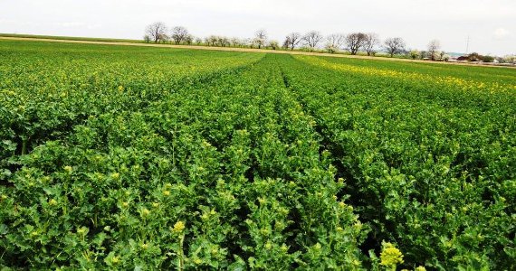 Fermierii din Banat acuză Uniunea Europeană! ”UE este dușmanul nostru”