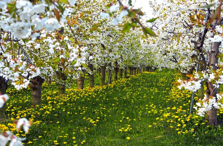 Calendarul vieții – tradiții și obiceiuri de primăvară din Bant și Ardeal