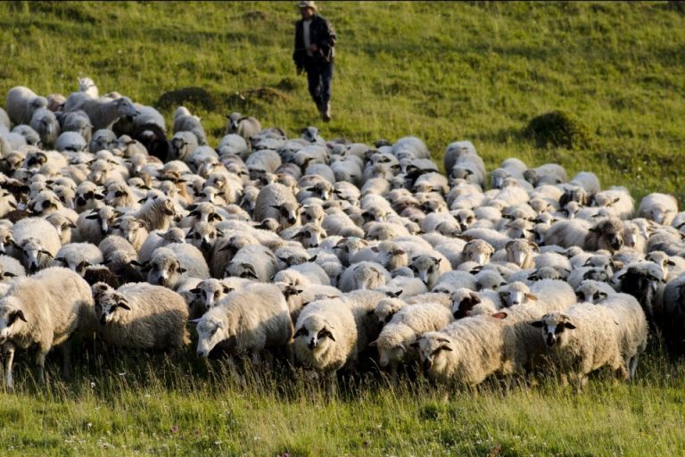 Ce sumă vor primi ciobanii de la stat pentru fiecare kilogram de lână vândută