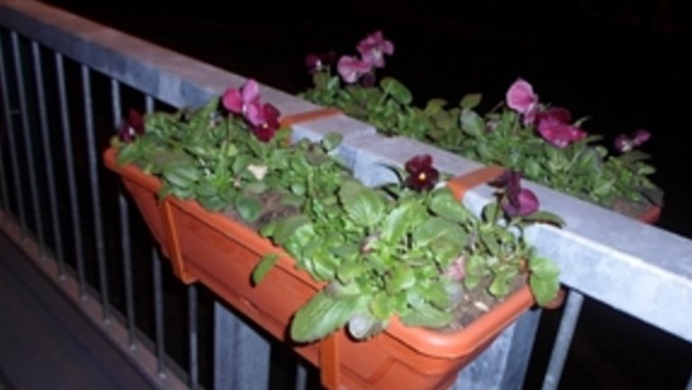 Cele mai scumpe flori din Timișoara!