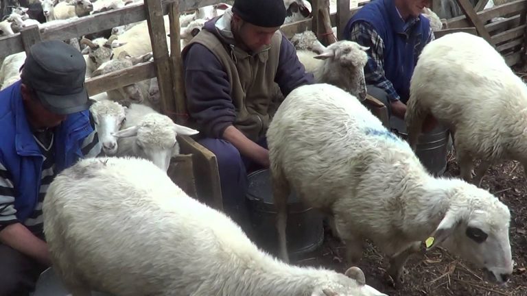 Tradiții străvechi păstrate în Banat! Măsuratul oilor sau un alt fel de valorizare a timpului