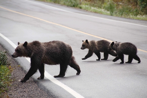 De ce e nevoie de tuneluri pe autostrada Lugoj-Deva? Pentru noi acuze între oamenii politici!