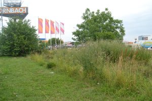 buruieni tufe mizerie (22)