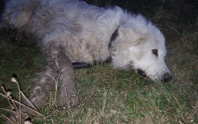 Câini morți în chinuri groaznice, în Banat! Motivul incredibil pentru care sunt otrăvite bietele animale