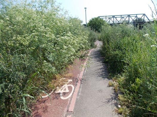 Cu biciclete pe malul Begăi, printre bălării-VIDEO