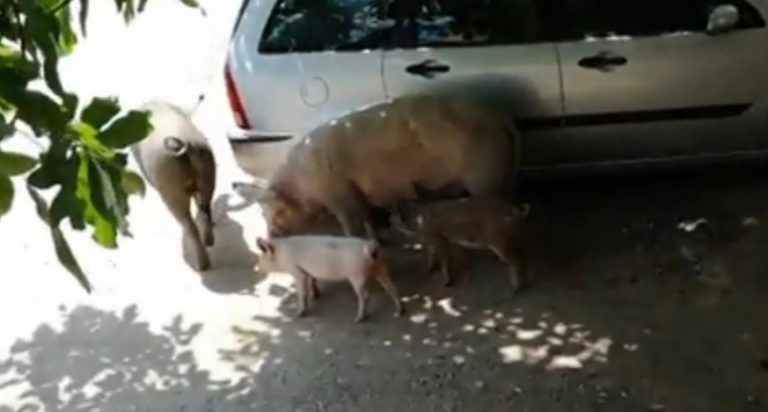 Prețul pe care îl plătește un individ care a ucis cu cruzime o scroafă și purcelușii acesteia