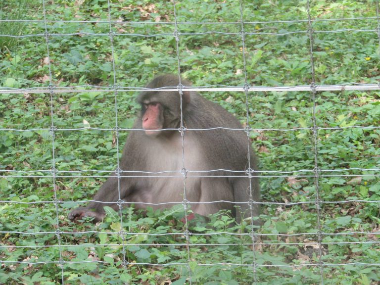 Bănățenii vor putea sta la terase, printre animalele sălbatice de la ZOO! Ce condiții trebuie să respecte comercianții