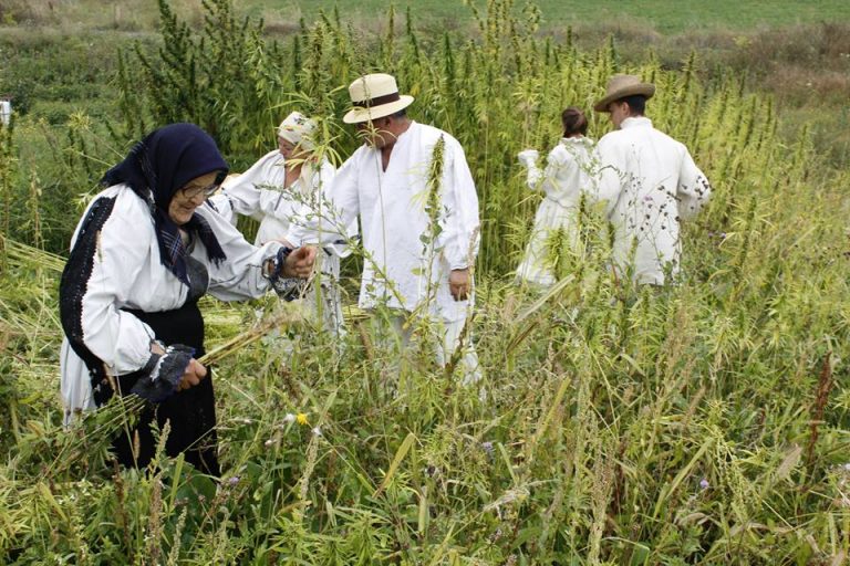 Cânepa, drog sau plantă bună la orice sau ”drumul cânepii”, din Banat în toată țara!