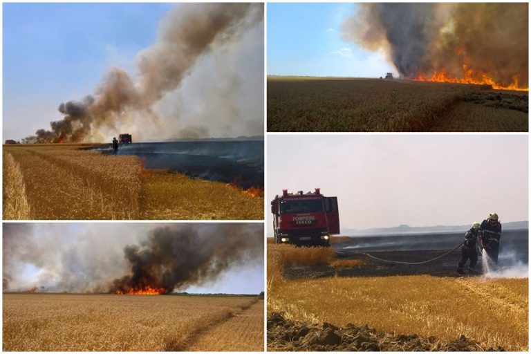 Incendiile de vegetație uscată continuă să facă prăpăd în Timiș!