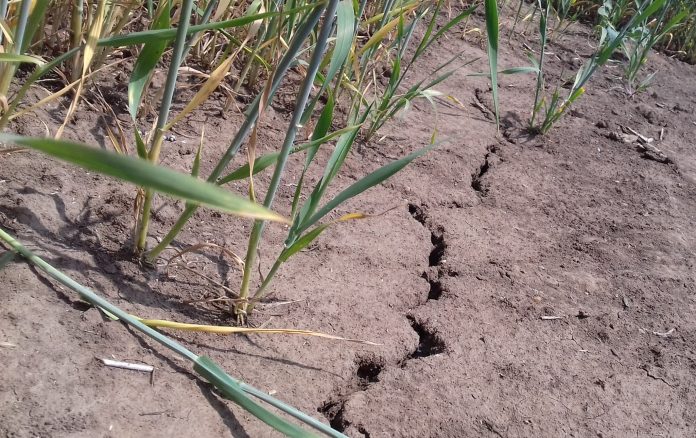 loteria agricuturii din timis -pamantul crapat de seceta