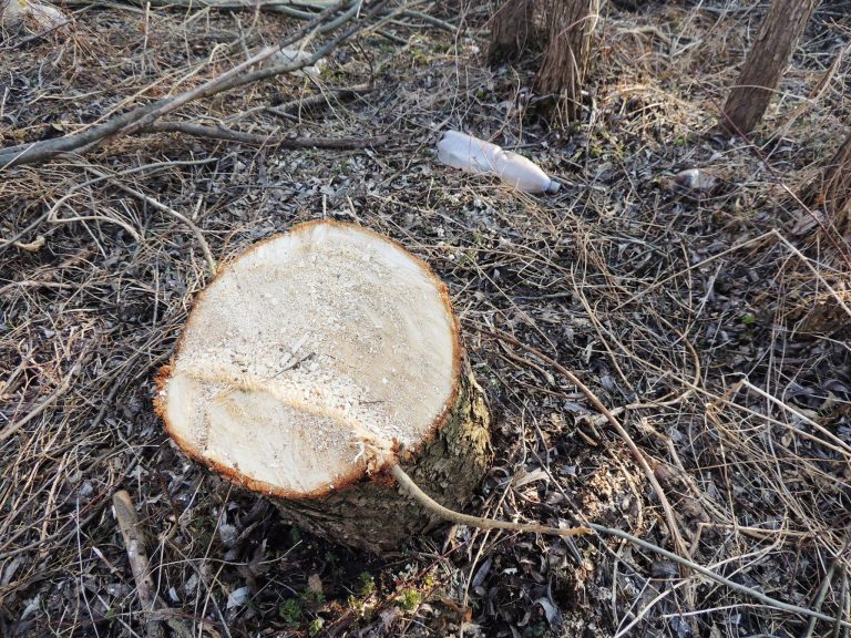 Noi plantări de arbori pe C.D. Loga. O impune Garda de Mediu şi Agenţia pentru Protecţia Mediului
