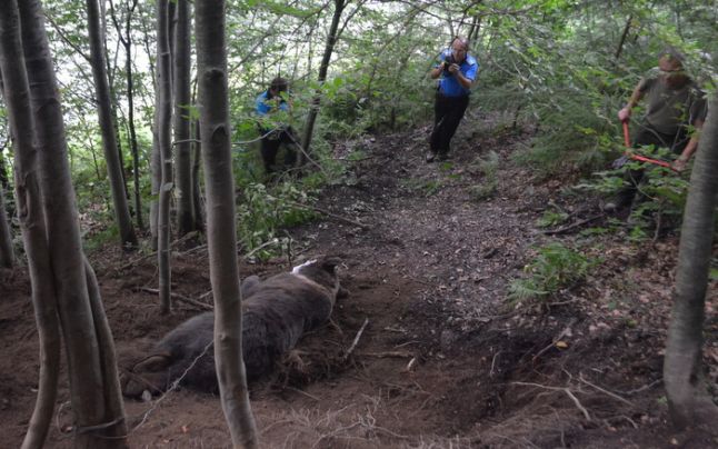 Chinuri groaznice pentru un urs, într-o pădure din Masivul Parâng! Cum a fost găsit animalul