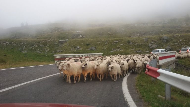 În minivacanță, pe cel mai spectaculos traseu din țară și din Europa, alături de alți bănățeni, de mii de alți turiști și de cel mai nou simbol național: OAIA! FOTO-VIDEO