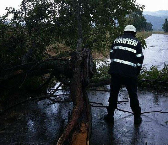 Natura se dezlănțuie în Banat! Copaci prăbușiți pe drum, pompierii intervin! FOTO
