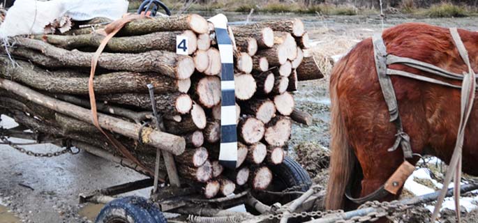 ”Rezultatul” luptei împotriva defrișărilor ilegale: polițiștii au prins un tânăr care avea în căruță 1,5 mc de lemne!