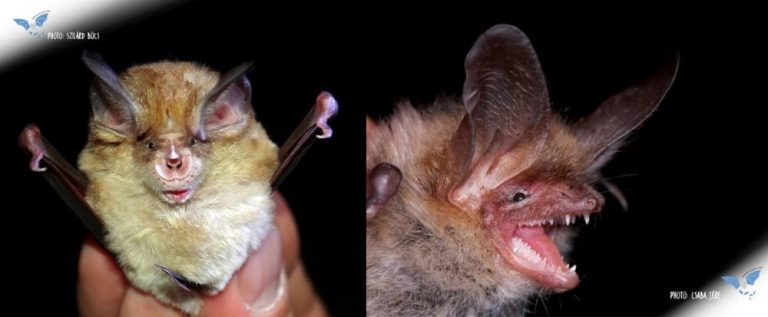 Liliecii cu barbă s-au speriat de reprezentaţii Mediului şi au fugit din grota de la Şoimuş