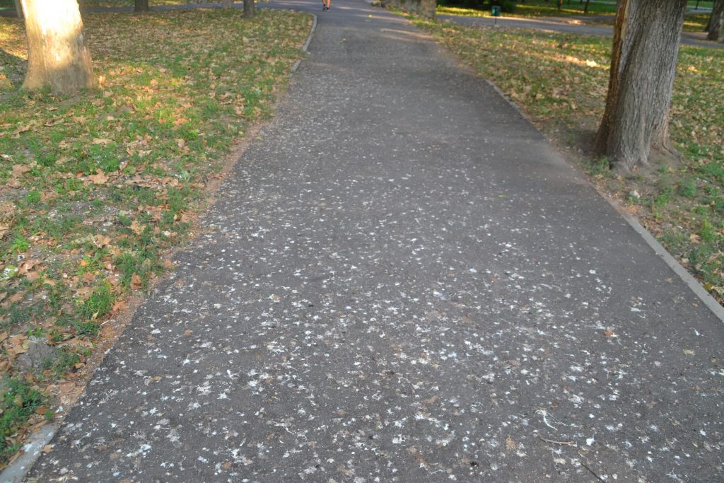 mizerie parc catedrala (1)