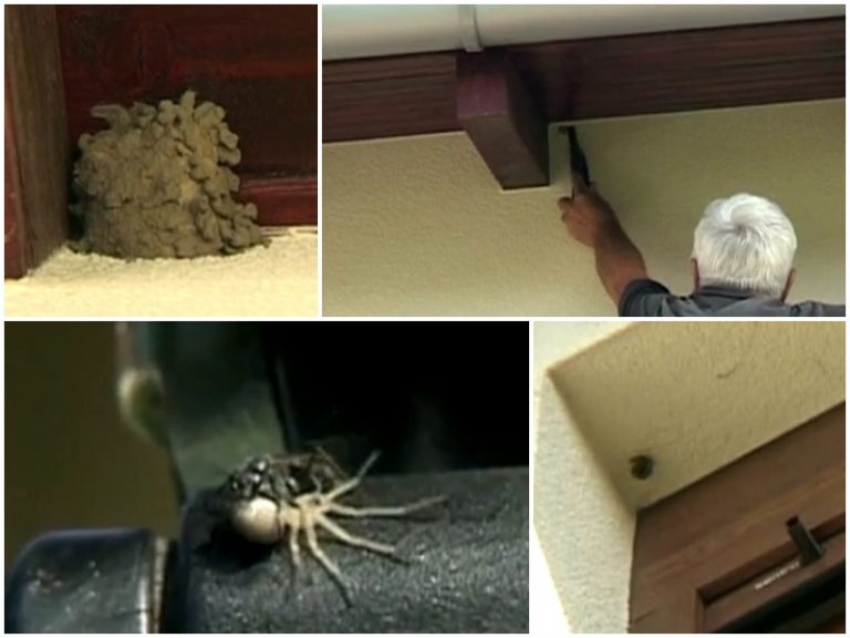 Viespile au invadat Timișoara!