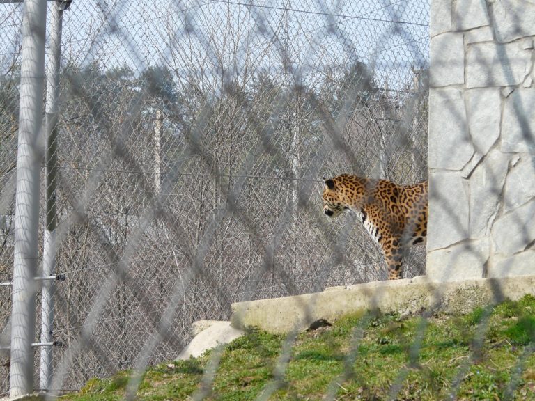 Animalele săbatice de la Zoo Reşiţa se pot admira gratuit de Ziua Copiulului
