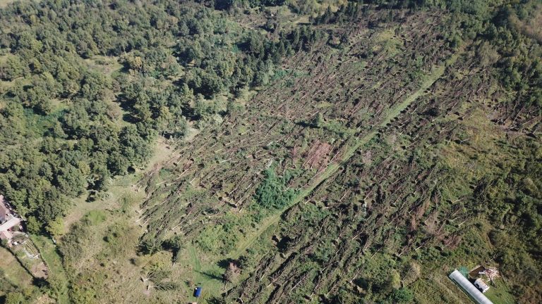 Peste 700 de hectare de pădure au fost distruse complet în urma furtunii violente din vestul României