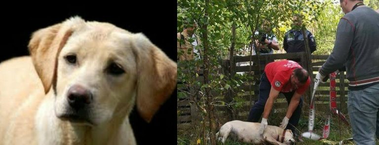 Bella, cățelușa care a sfârșit în chinuri groaznice. Criminalul este căutat și riscă închisoarea