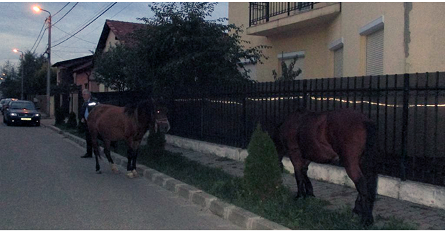 Timișoara, orașul parcurilor, se va transforma în orașul… cailor! Ce se întâmplă pe străzi