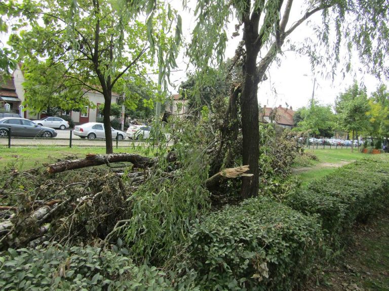 Nepăsare sau lene? Copacii puși la pământ de furtună încă zac pe domeniul public. Foto