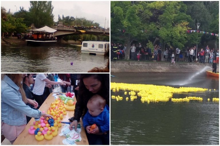 Mii de rățuște au plutit pe Bega, la cursa cu numărul 10-video