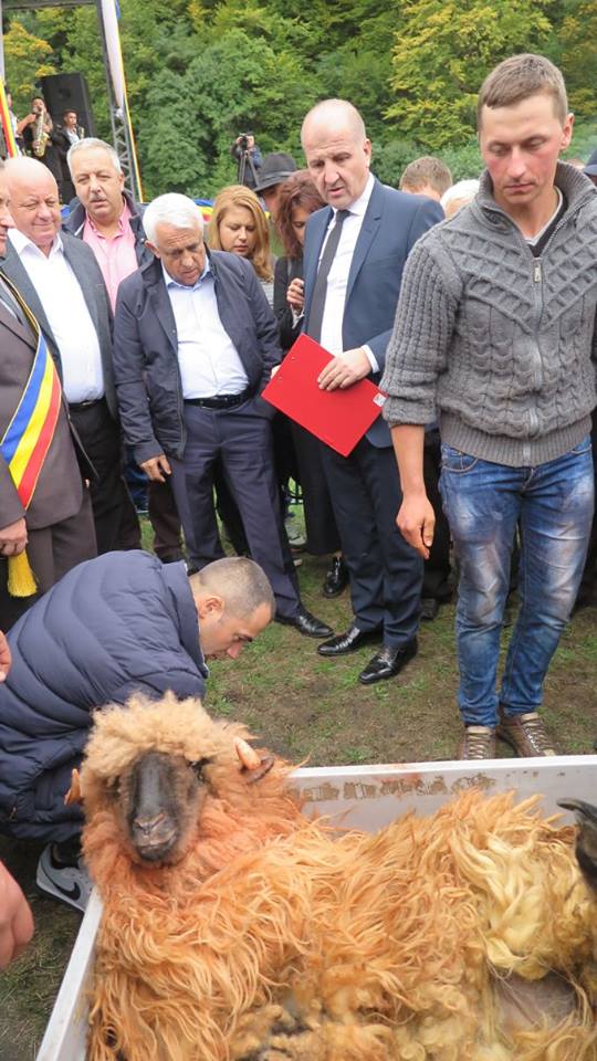 Petru Daea s-a cântărit alături de țurcane, la Sărbătoarea Crescătorilor de Ovine “Ţurcana – Regina Munţilor. Foto