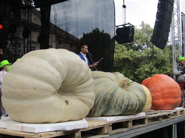 Ludăi de sute de kilograme la „Dani ludaje”, în Kikinda. Foto