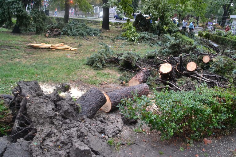 Copacii căzuţi la furtuna din Timişoara, vânduţi la licitaţie. Vezi ce se va face cu banii!