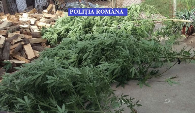 Încă o plantație de cannabis călcată de DIICOT. ‘Agricultorii’ prinși cu marfa recoltată