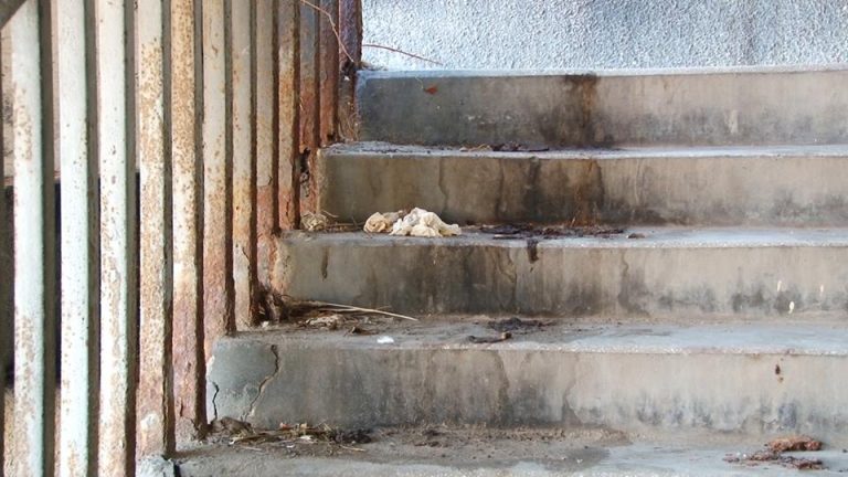 Dejecțiile tronează în Timișoara Capitală Culturală Europeană. Imagini revoltătoare-video