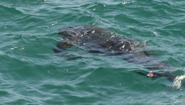 Tragedia din apele Dunării pe cale de a ajunge la final! O altă victimă a fost scoasă din apă