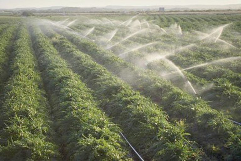 Promisiuni privind măsuri rapide de redresare în agricultura din vestul țării! La ce să se aștepte agricultorii bănățeni- Video