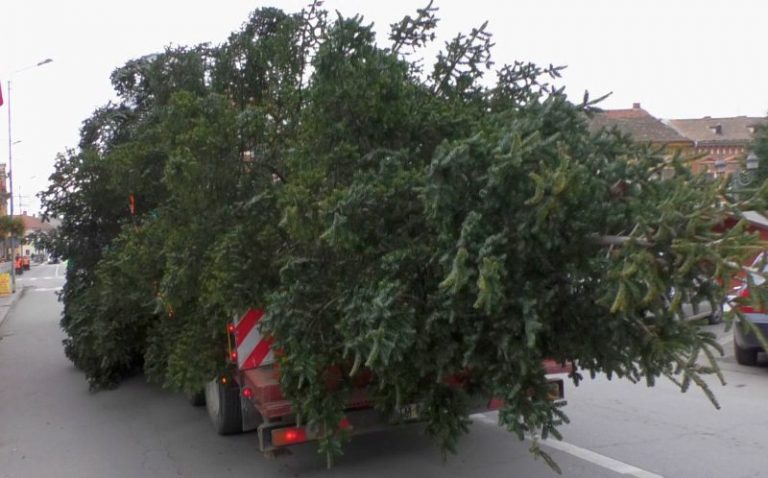Locuitorii n-au apă și lumină, dar au brad! Orașul timișean în care a fost instalat deja pomul de Crăciun