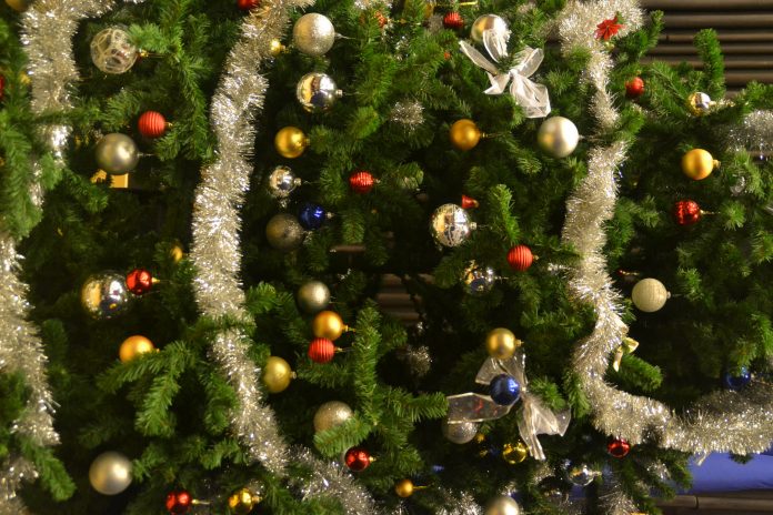 brad podoabe craciun (2)