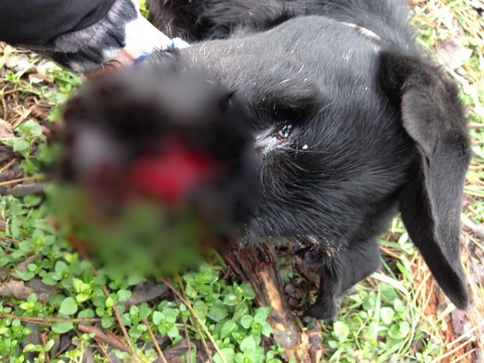 Câine ucis de un polițist! Anchetă la Poliția unui județ din vestul țării. Foto