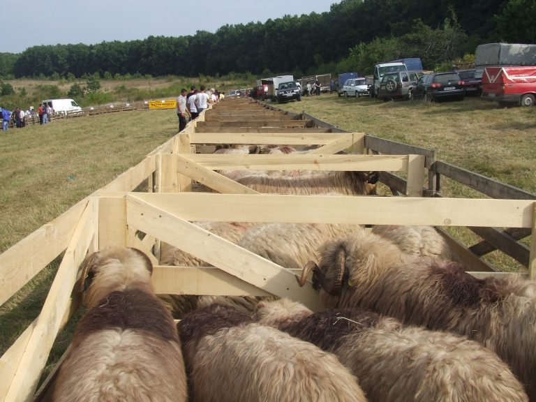 Lupii – pericol absolut, în Timiș