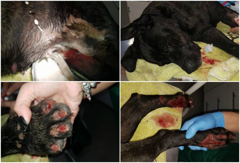 Cruzime fără margini în Giroc! Un căţel a fost târât cu maşina şi abandonat, plin de răni. Foto-Video