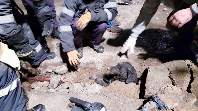 Mobilizare de forțe pentru salvarea lui Rocky. Ce i s-a întâmplat cățelușului. Foto