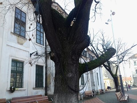 Timișoara, încolăcită de cabluri si… birocrație! Ce s-ar putea întâmpla cu ”perdelele” de fire de comunicații-video