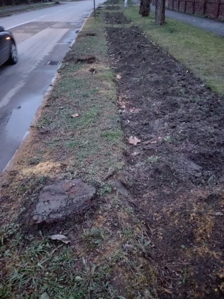 Copacii, nici măcar salcâmii, nu se taie oricum. Un minim de cunoștiințe nu strică nimănui