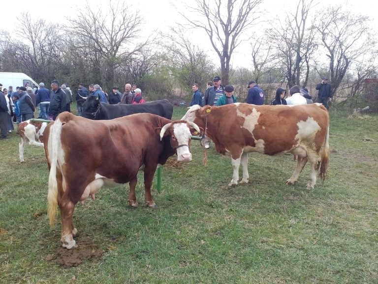 Atenţie fermieri din Timiş! Sprijin financiar de 56.000.000 lei pentru crescătorii de animale, în 2018