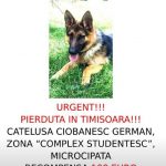 anunt catel pierdut
