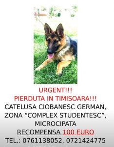 anunt catel pierdut